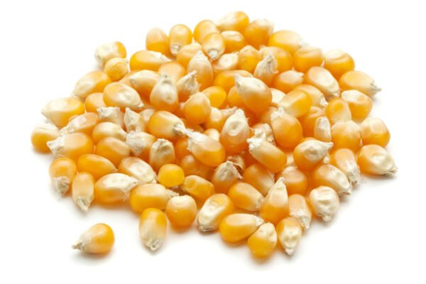 POPCORN SEED KERNELS