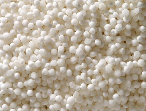 Sago seed White